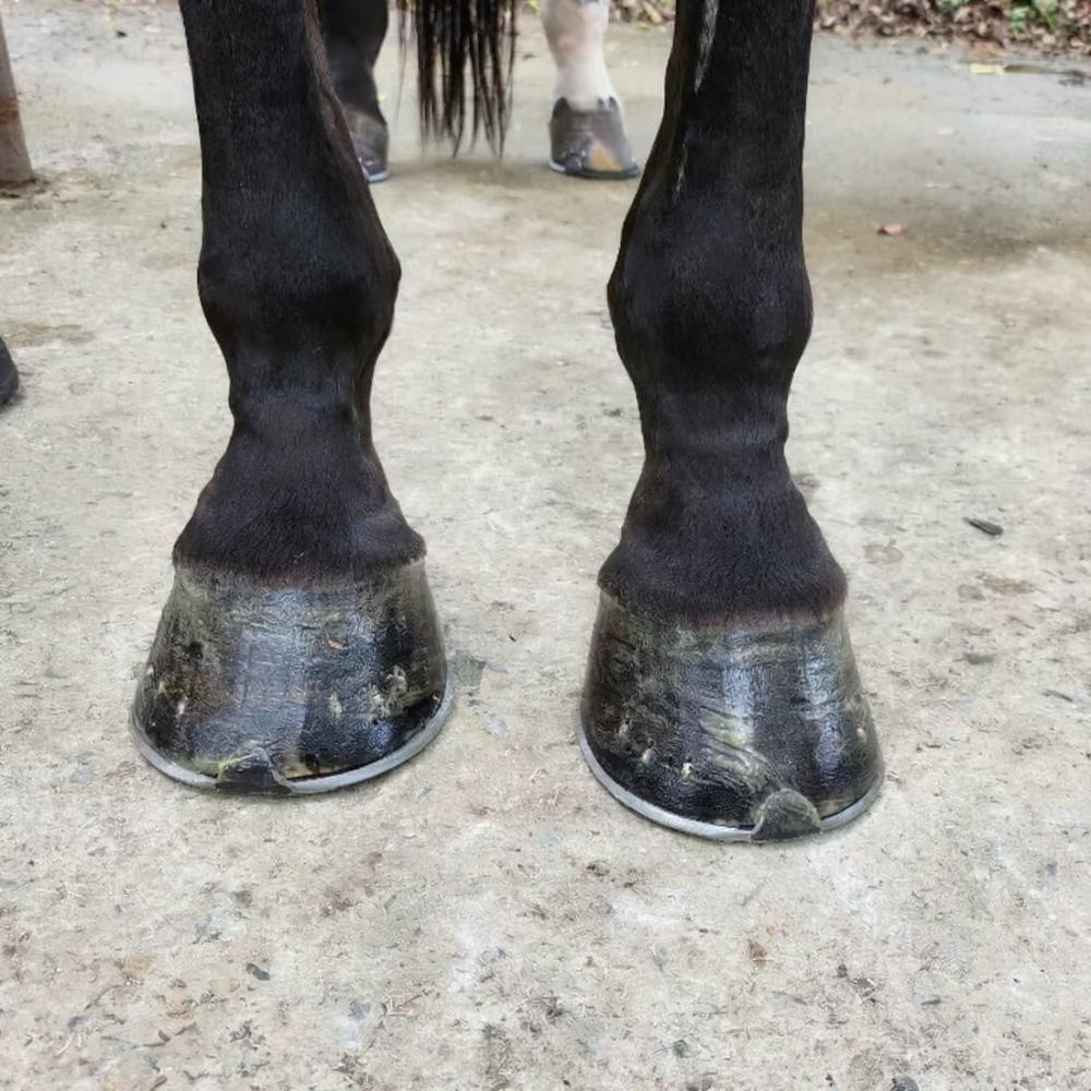 Horse Hoof Cleaning Brush Kit  - огляд і ціна Grooming Kit